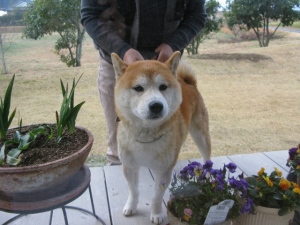 柴犬タローです