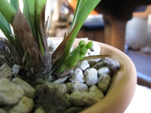 キンリョウヘン