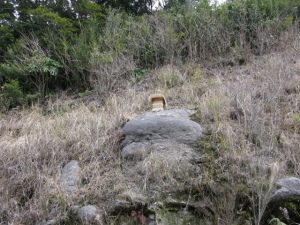 ミツバチさんたちおいでよ。