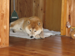 犬はお利口だからこれ以上中には入りません。