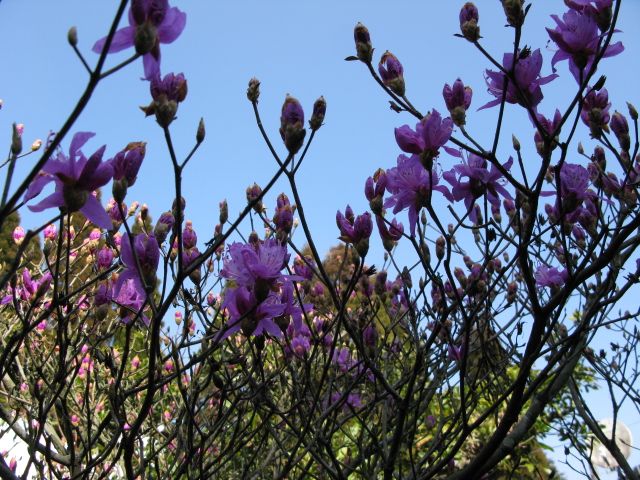 世間では満開のイワツツジもあります。