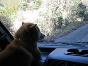 前をしっかりみています。 猟犬タローです、