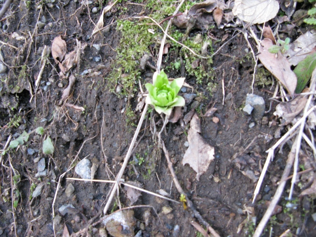 捜そうとしないと気づかないふきのとうです。