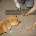 種菌打ち込み　検査犬タローです。