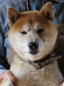 耐えられるかタローのアップ。かわいいと言ってくれるのはおばさんだけです。