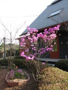 今が一番見ごろです