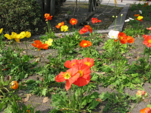 花は咲きます。