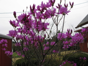 我が家のイワツツジが満開になりました。遅咲きです。