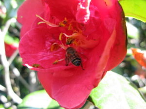 ミツバチを意識してみるのは初めてです。