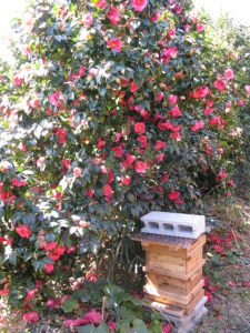 たくさんのミツバチがきているので巣箱を置きました。