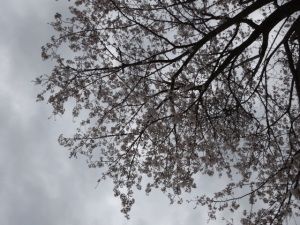 今満開の桜です。
