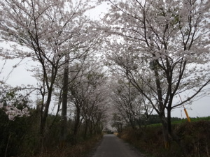 桜のトンネルです。