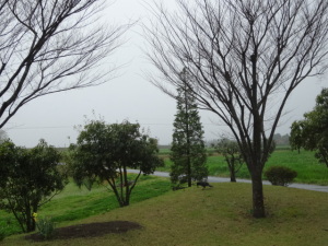 雨の中のコニファーです。