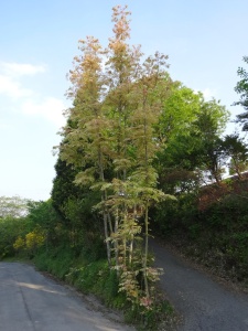 春たけなわ、チャンチンの葉がだんだん緑になります。