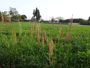 最近、やけにこの”スイバ”が多いです。