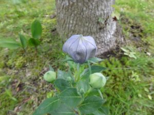 色が薄くなかに何かいるみたいよ。