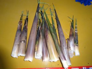 ６月、今が旬の大名たけのこです。