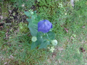 少し色がついてきました。