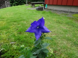 ぱっと開いて咲きました。 紫って春の色なのかな？ きれいです。