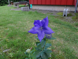 おしべ、めしべ、はっきりしてきました。