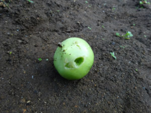 まだ青いのに、犯人はカラスです。家内がトマトハウスに網をかけました。