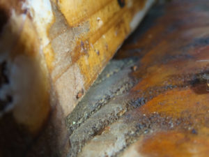 コバエかショウジョウバエかわからないけど、いっぱいいます。