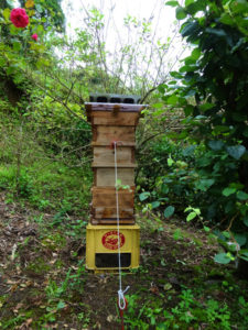 フラワーネットとらせん杭による台風対策。