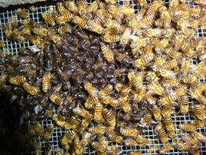 底網から撮影、オス蜂が固まっています。