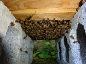 蜂が増えています。孫分蜂がこんなところに蜂球？