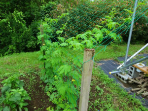 ニガウリの収穫はまだですが、成長が楽しみです。