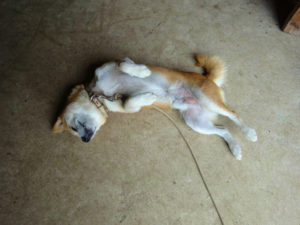 犬も暑いときは、こうします。