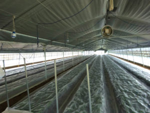 とりあえず定植終りました。