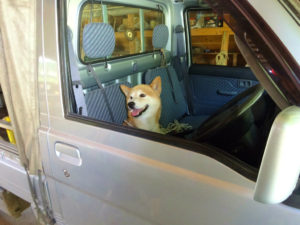 喜んで運転席に座るタロー