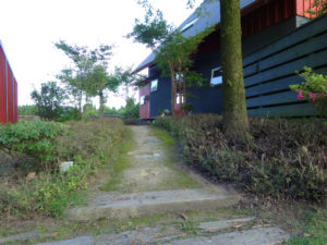 ツツジの剪定、思い切って刈り込みました。