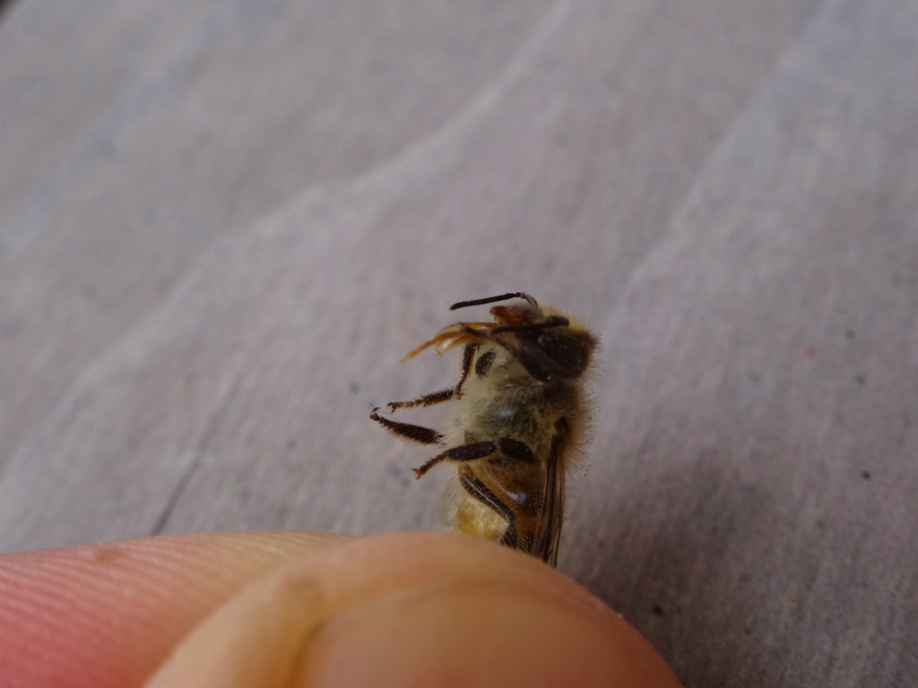 残念ながら死んでしまいました。