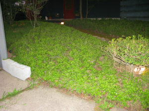 2ヶ月でこんなに葉がつきました。