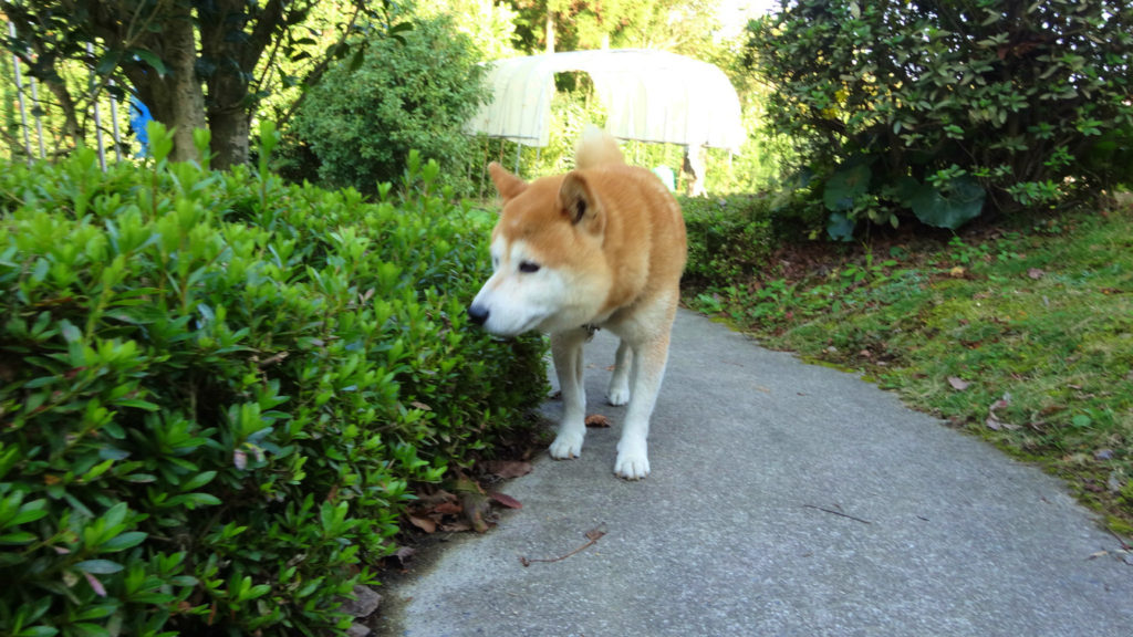 何か？ちょっと匂うけど？