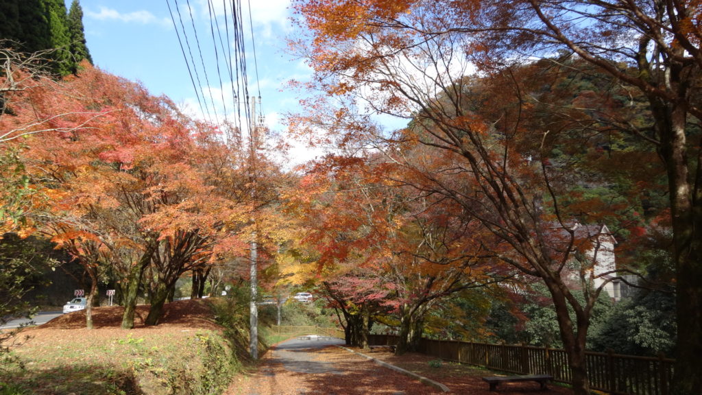 きれいな紅葉を見れました。