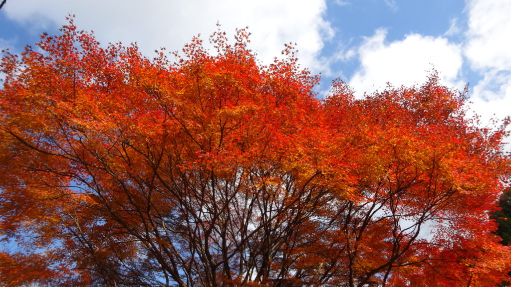 紅葉、鮮やかな色でした。