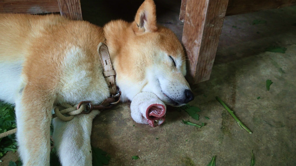 犬は疲れたので、”タオルねじねじ”を枕にして寝ます。