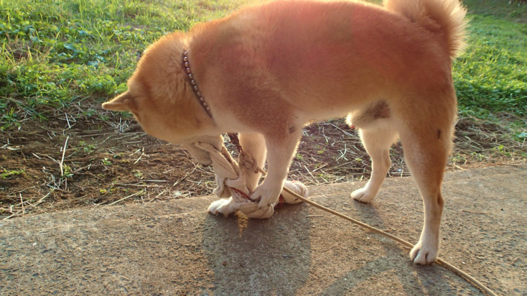 足で押さえてね、それから牙でかんで引っ張るの！