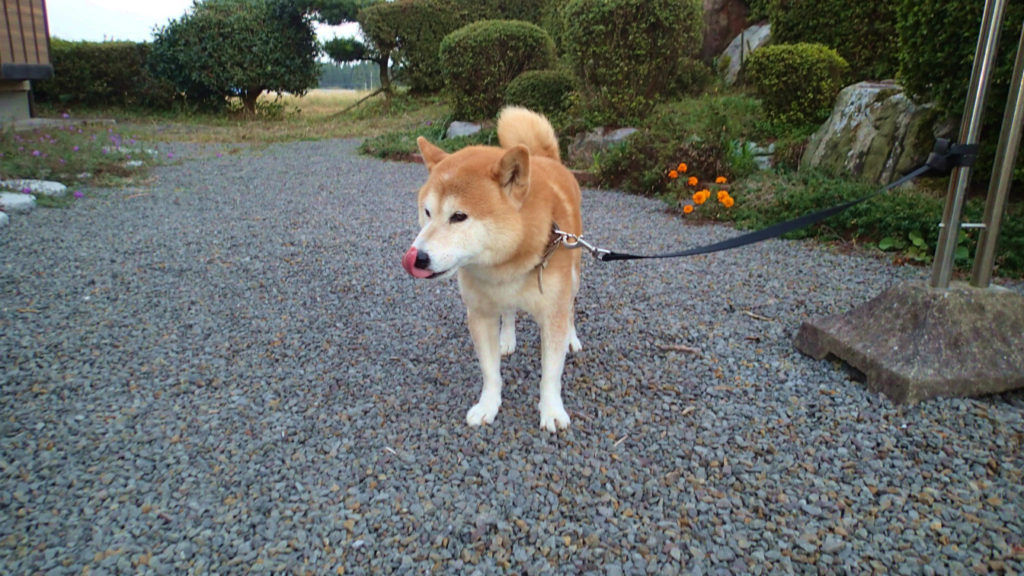 経済効果は犬の舌から始まる。