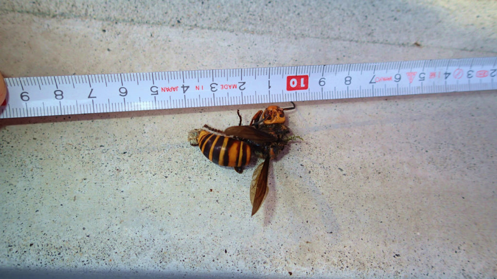 オオスズメハチ