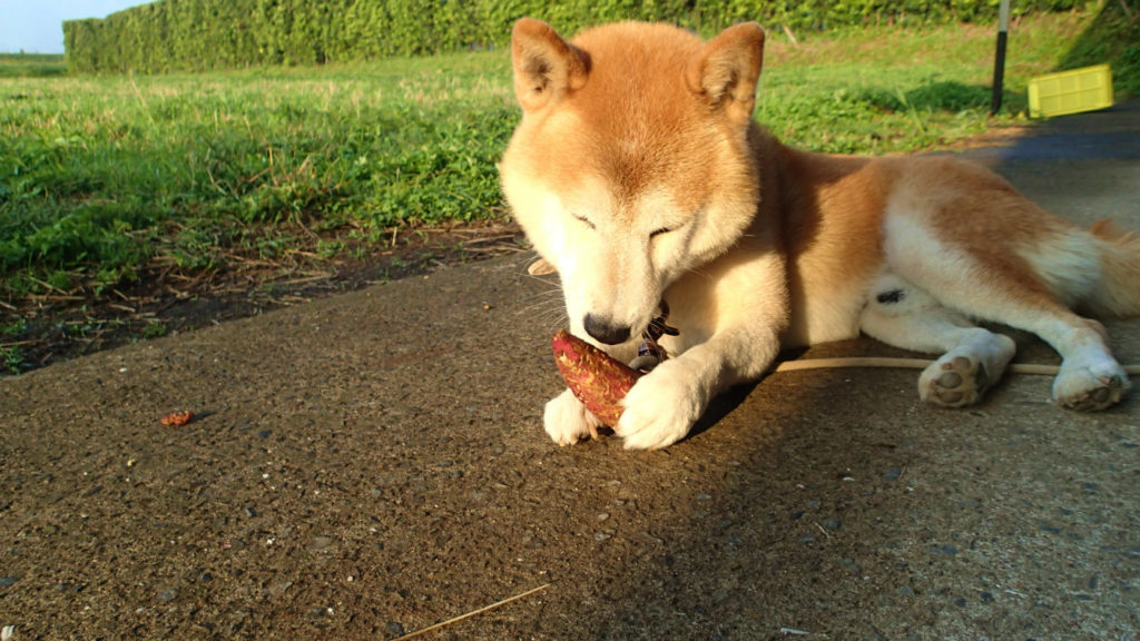 意外とね、なまでもいけるんだよ！