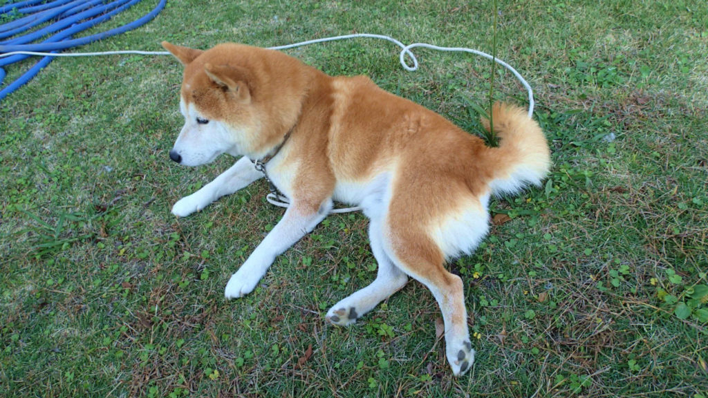 くつろぎの姿勢