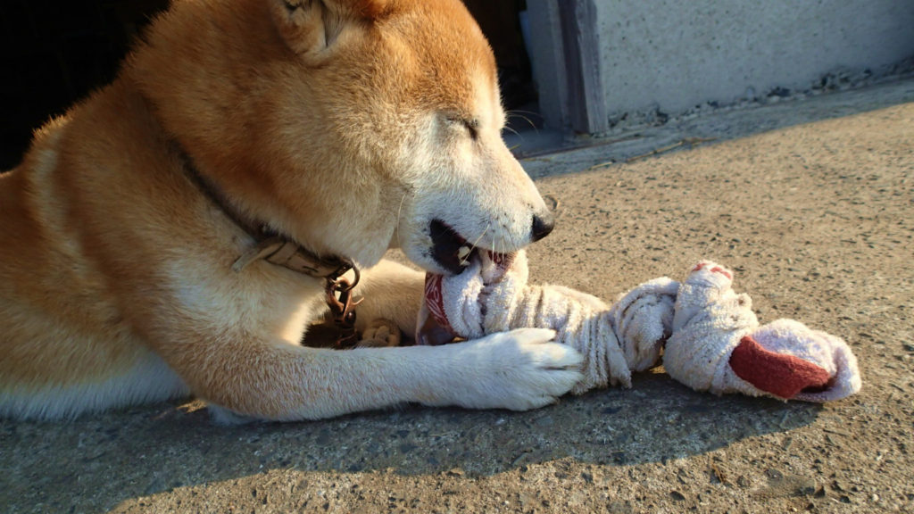 今お気に入り、遊び道具