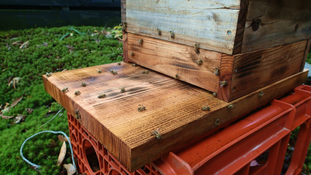 蜂が遊んでいますよ！