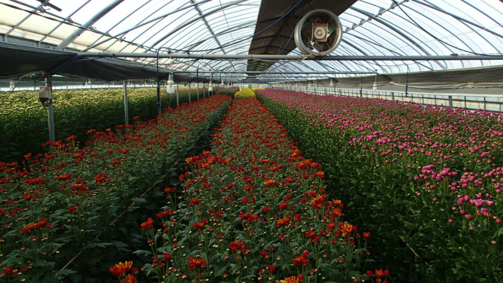 ハウス全体が色づいています。どっと咲きます。