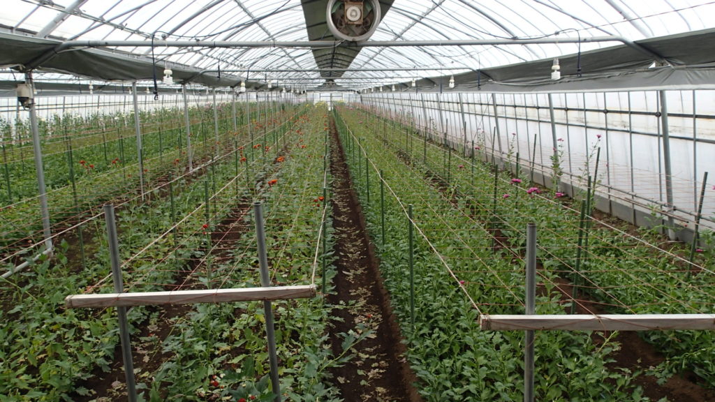 収穫終了のハウスです。