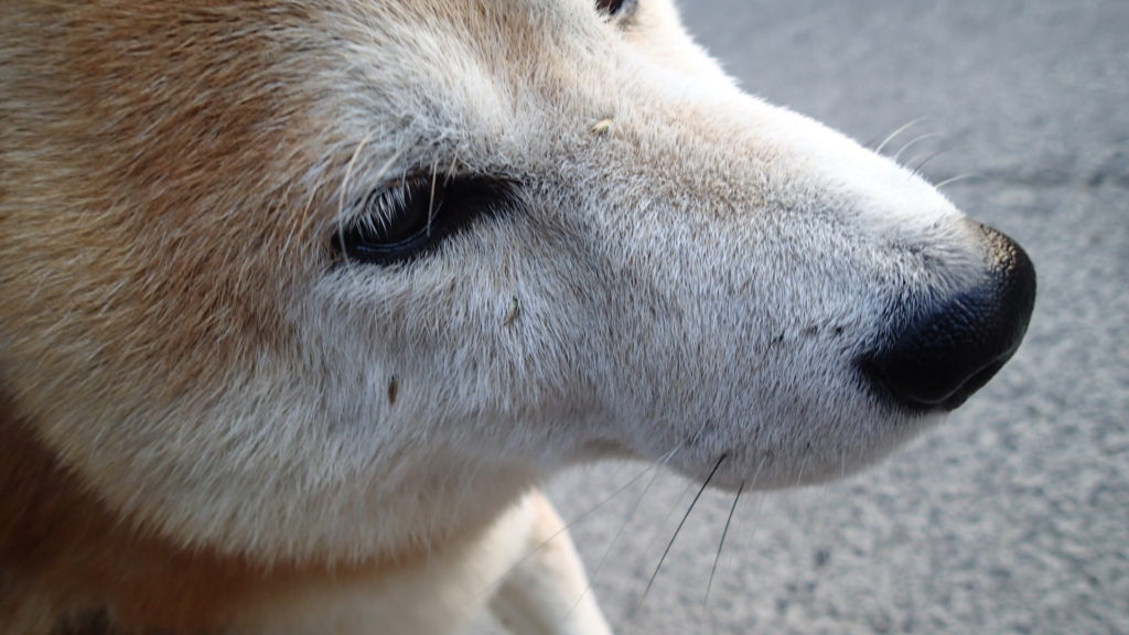 よく犬の顔をみてくださいね！